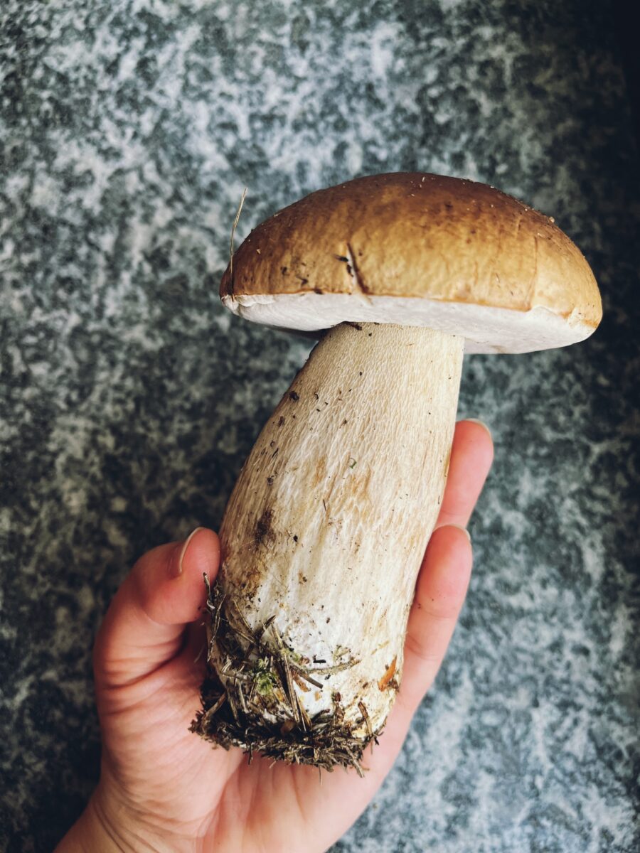 LA LOCANDA NEL BOSCO DEI FUNGHI